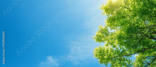 The sun shines brightly, filtering through verdant tree leaves