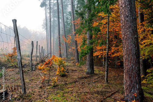 Fototapeta Naklejka Na Ścianę i Meble -  Jesienny, mglisty poranek w lesie na Mazurach.