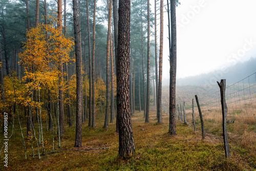 Fototapeta Naklejka Na Ścianę i Meble -  Jesienny, mglisty poranek w lesie na Mazurach.