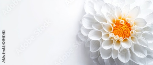  A crisp white background highlights the vibrant white and orange hues of this close-up flower image Insert your text or graphic here