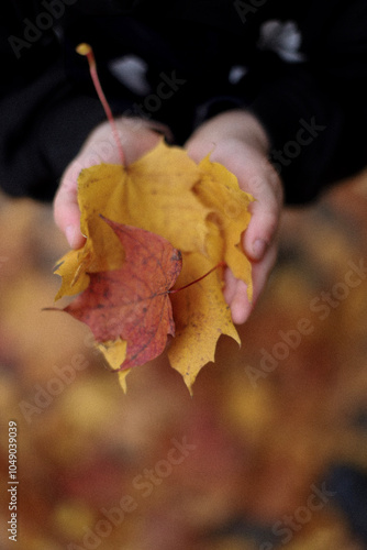 autumn pictures, cozy autumn, autumn, yellow leaves in the hand