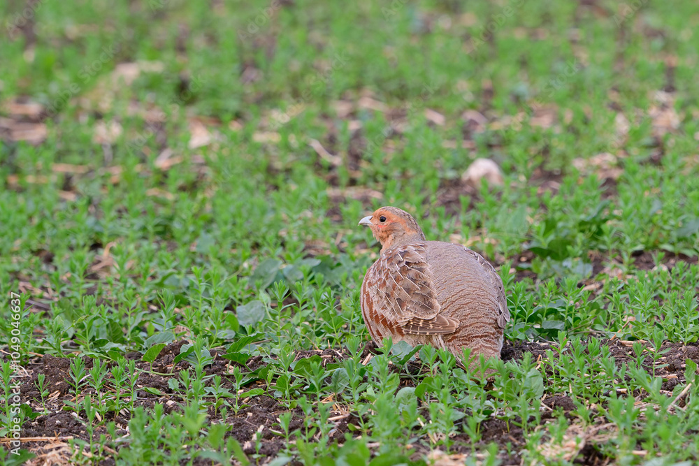 Grey Partridge Perdix perdix sitting low on a field, pressed close to the ground. Grey Partridge Perdix perdix sitting low on a field, pressed close to the ground.