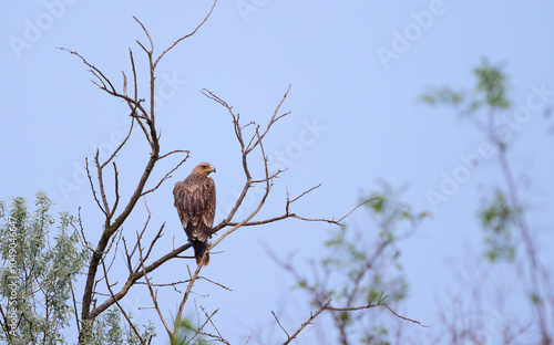 Eastern Imperial Eagle Aquila heliaca, wild bird sitting on a branch photo