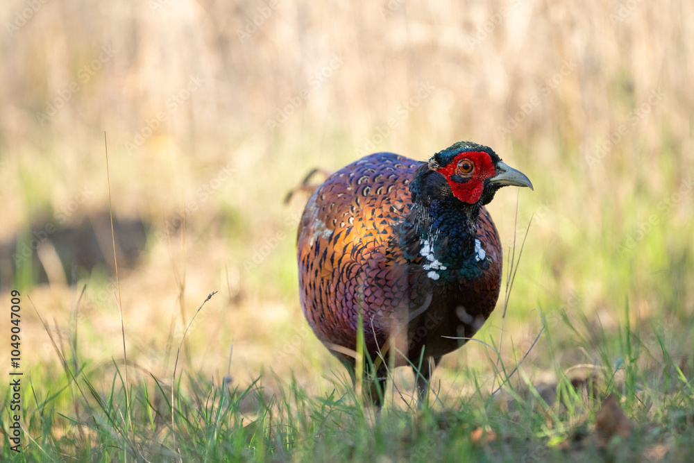 Fototapeta premium Ringneck Pheasant, Phasianus colchicus in the habitat