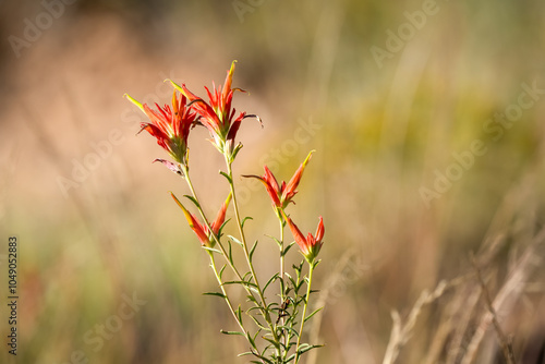 close-up of Castilleja linariifolia, Wyoming Indian paintbrush photo