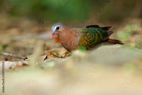 Common or Asian Emerald Dove Chalcophaps indica, also Grey-capped emerald dove, state bird of the Tamil Nadu, also known as Green dove and Green-winged pigeon, walk on ground photo