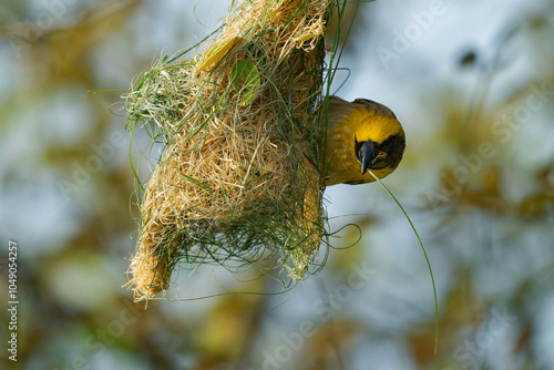 Принти на полотні Baya weaver Ploceus philippinus yellow bird found across the Indian Subcontinent