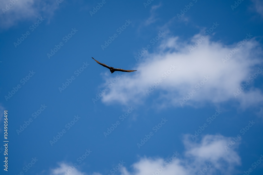 a Turkey vulture (Cathartes aura) in gliding flight, blue sky a Turkey vulture (Cathartes aura) in gliding flight, blue sky