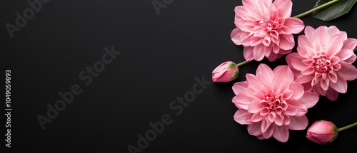  Three pink flowers with green leaves against a black backdrop Lower region reserved for text or logo