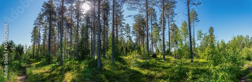 Sun shining through the trees in a green summer forest