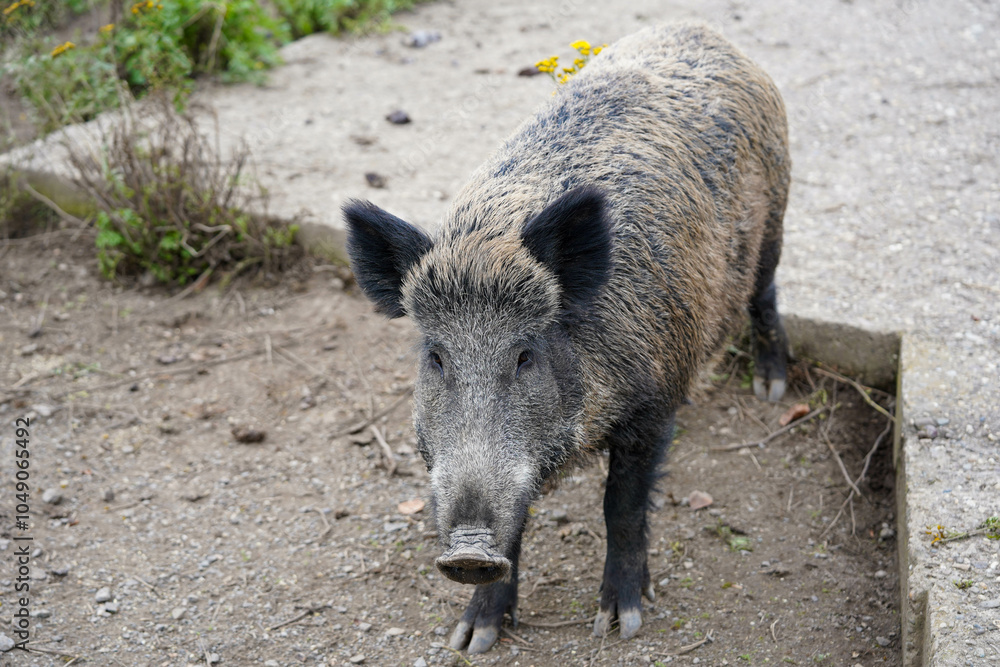 A wild boar with dark bristly fur stands on a dirt path, gazing curiously ahead A wild boar with dark bristly fur stands on a dirt path, gazing curiously ahead