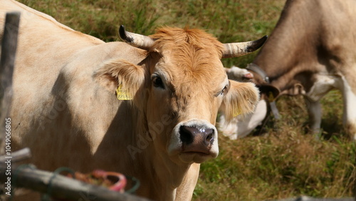 Rinder auf der Alm