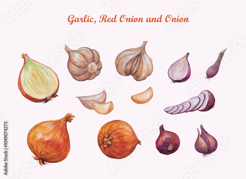 Various onions, garlic, red onion and watercolor vector illustrations that can be used in harvest festivals and customizable branding, cards, posters and more.