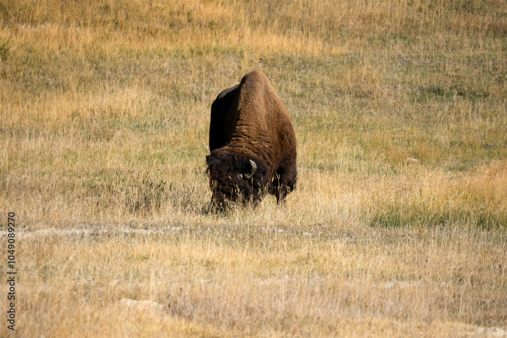 close-up of wild American Bison close-up of wild American Bison