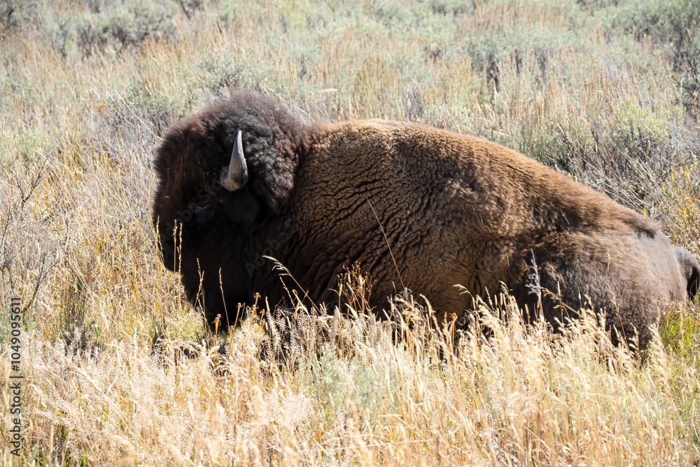 close-up head-shot of a wild American Bison close-up head-shot of a wild American Bison
