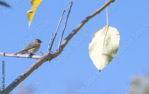 Yellow-rumped warbler perched in a tree. photo