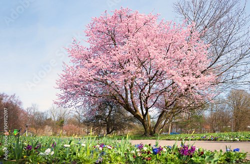 park landscape Ostpark munich withlight pink blooming cherry tree, flowerbed photo