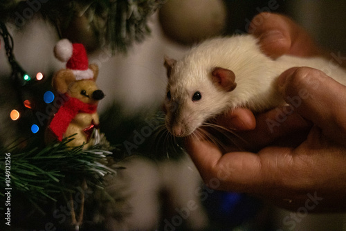 White rat in hands looking on you against the background of a Christmas tree with decoration