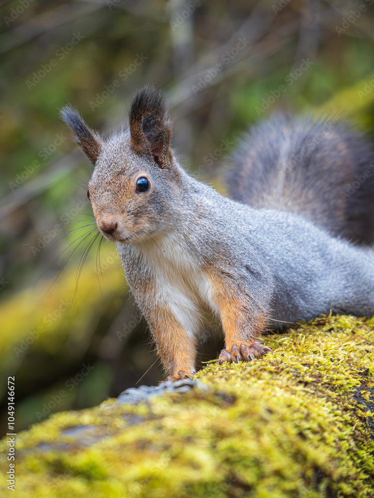 A red squirrel looking at a camera A red squirrel looking at a camera