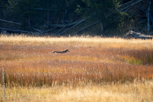 wild coyote (Canis latrans), also known as the American jackal, prairie wolf, or brush wolf hunting for prey amongst tall autumn grasses, Wyoming USA