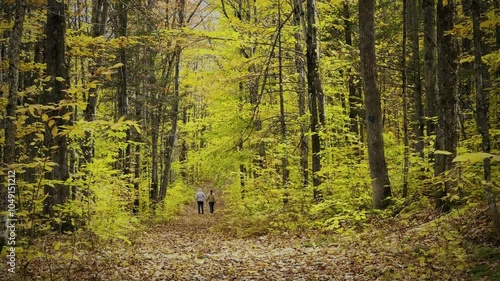 Yellow Foliage in 4K - Scenic Walk in the Forest