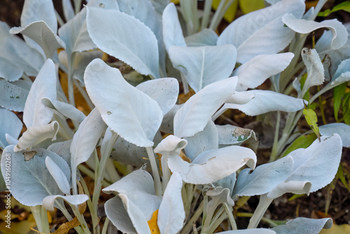 close-up of Senecio candidans Angel Wings 'Senaw'