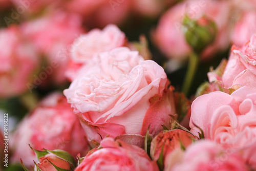 pink roses in garden