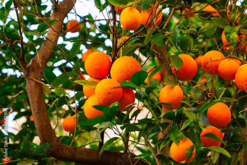 Valencia, Spain - May 9 2024 : Orange fruit grows on tree branches in the famous Spanish city. Bright vibrant colours and green leaves with branches. photo