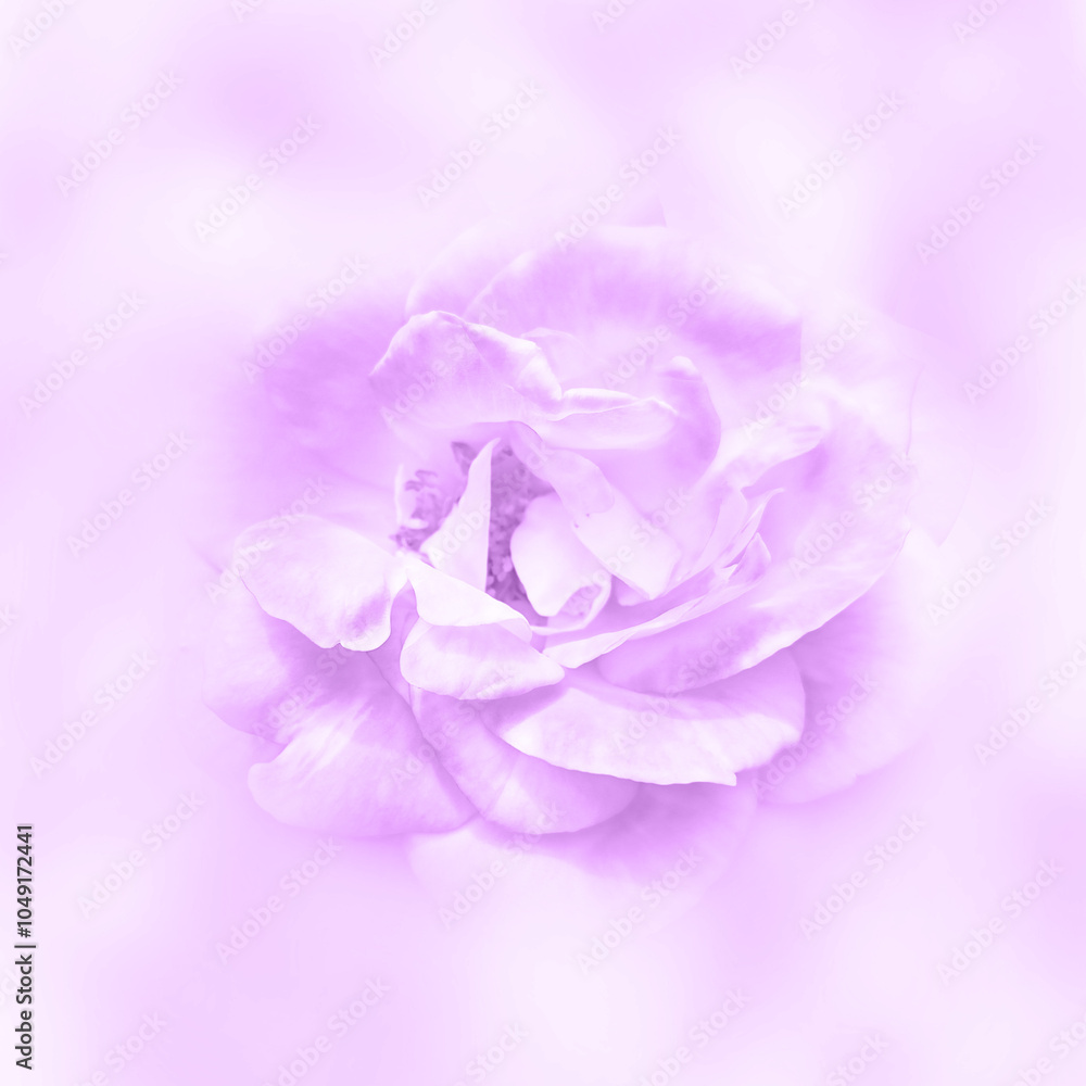 Obraz premium sweet color roses in soft color and blur style on mulberry paper texture