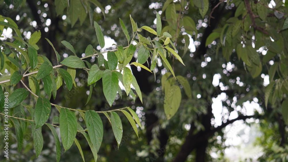 Fototapeta premium Alangium salvifolium, or Ankolam, is a medicinal tree with fragrant flowers, thorny branches, and fruits used in traditional Ayurvedic remedies.