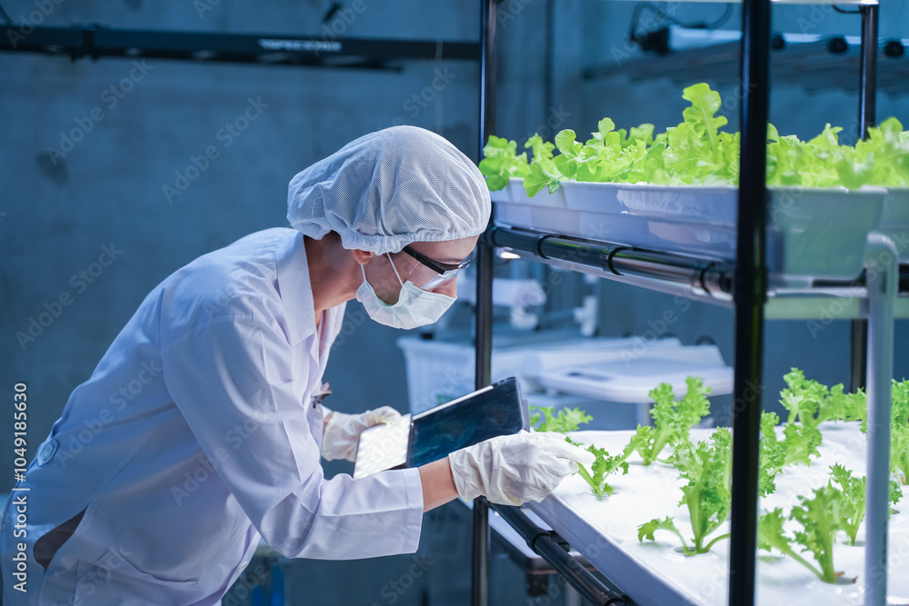 Agricultural researcher working in a greenhouse. Inside of Greenhouse Hydroponic Farm Eco system. Urban hydroponics farm with worker inspecting salad. Agricultural researcher working in a greenhouse. Inside of Greenhouse Hydroponic Farm Eco system. Urban hydroponics farm with worker inspecting salad.