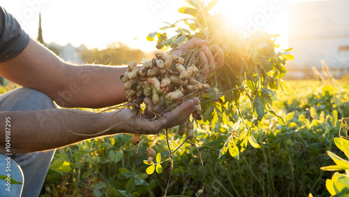 A farmer holding freshly harvested peanuts with roots in a field. The background features green peanut plants under a sunset, showcasing agricultural activity.