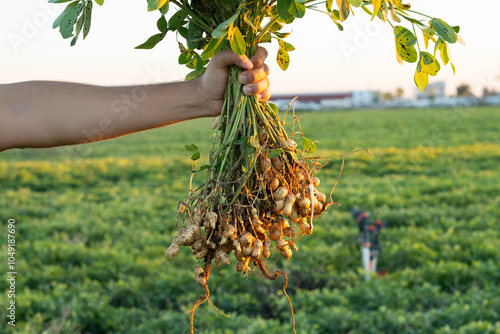 A farmer holding freshly harvested peanuts with roots in a field. The background features green peanut plants under a sunset, showcasing agricultural activity.