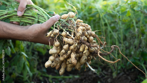 A farmer holding freshly harvested peanuts with roots in a field. The background features green peanut plants under a sunset, showcasing agricultural activity.