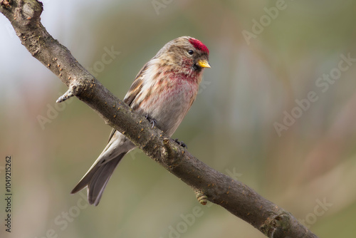 Czeczotka, common redpoll, mealy redpoll (Acanthis flammea) photo