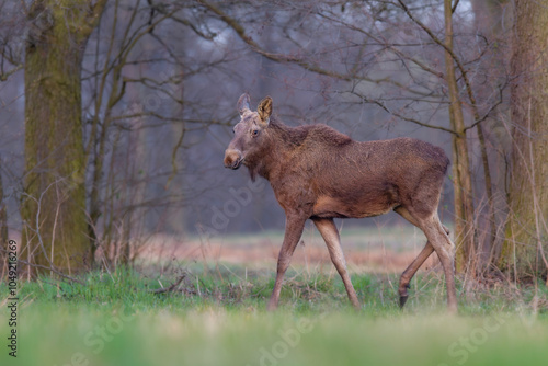 Młody łoś na śródleśnej polanie, The young moose (elk) in the forest (Alces alces)