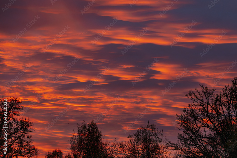 Fototapeta premium A striking sunset sky glows in deep orange and red hues, with tree silhouettes in the foreground. The vivid colors create a dramatic and peaceful scene. Copy space available.
