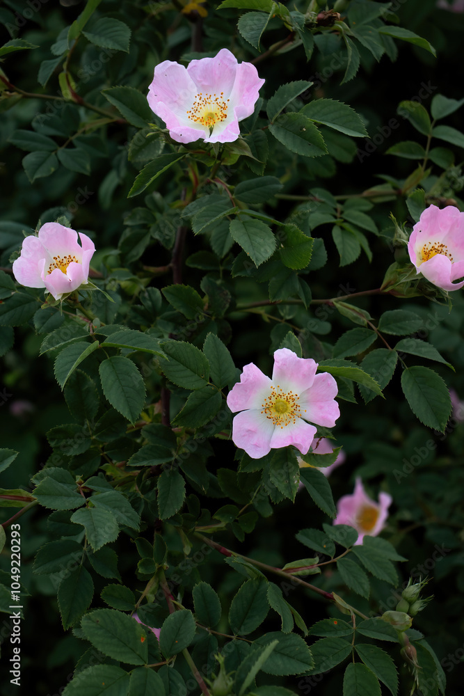 Pink and white dog rose flowers on a green bush on a spring day in Potzbach, Germany. Pink and white dog rose flowers on a green bush on a spring day in Potzbach, Germany.