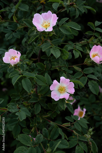 Pink and white dog rose flowers on a green bush on a spring day in Potzbach, Germany. photo