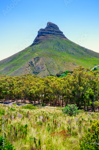 Lion's Head Mountain with lush forest and fynbos vegetation, from Table Mountain photo