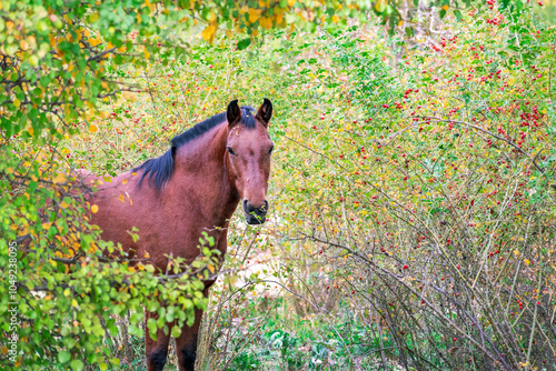 
We see a beautiful old horse in the forest, alone and surrounded by beautiful plants with colorful leaves, it seems to pose comfortably in front of the camera lens, Tunuyan Mendoza Arg. photo