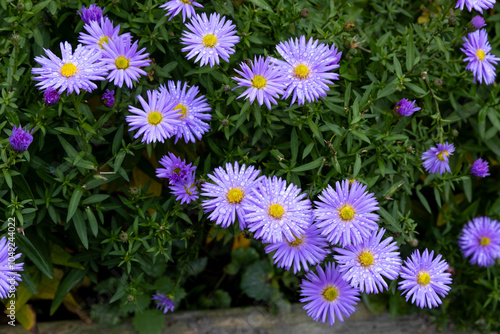 New york aster flower blooming with water drops.