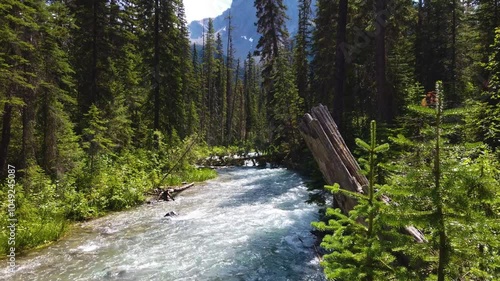 North America - Nature of Canada - British Columbia - Mountain Forest River Stream - Old High Spruce Trees - Sunny Summer Day photo