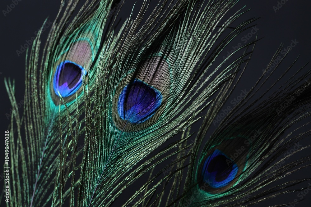 Obraz premium Three beautiful peacock feathers on black background, closeup
