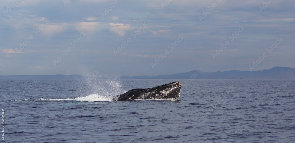 Obraz premium whale in the ocean