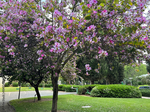 Blooming orchid tree Bauhinia (lat. - Bauhinia) on the campus of The Weizmann Institute of Science photo