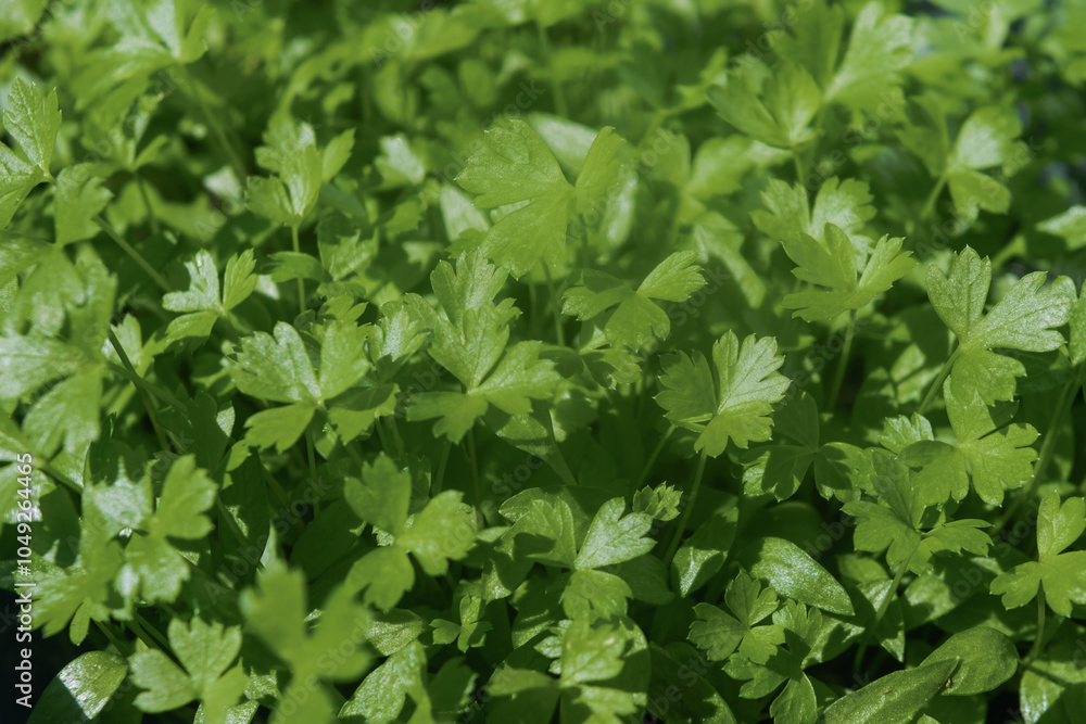 Coriander seedlings, sprouting as microgreens, in a row, in a garden planter. Coriander seedlings, sprouting as microgreens, in a row, in a garden planter.