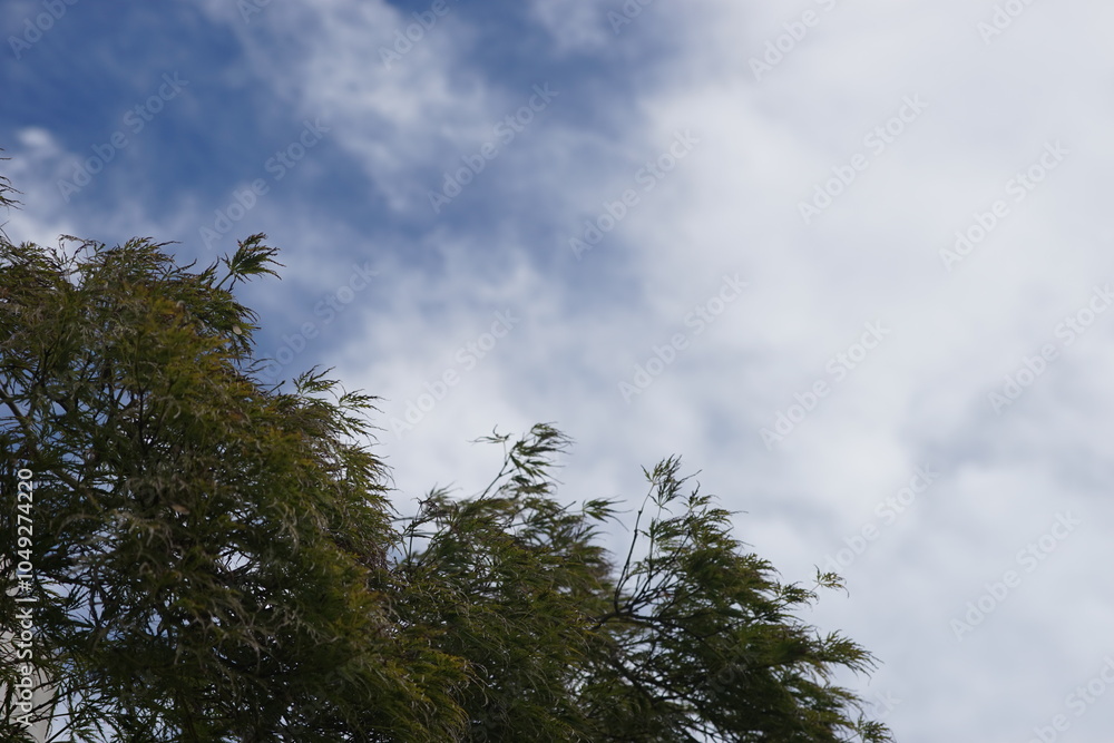 Obraz premium ヒノキの木と秋空