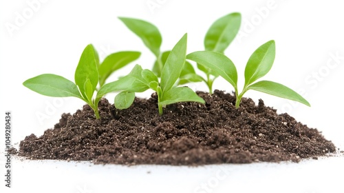 Fresh Green Plant Seedlings Emerging in Fertile Soil for Sustainable Gardening and Growth : Generative AI photo