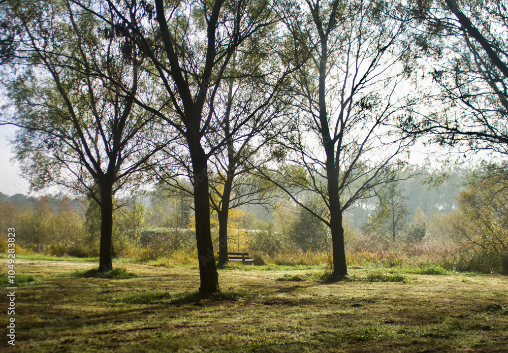 Fototapeta premium tree in the fog